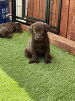Piper, a female Labrador Retriever for sale in Temecula, CA – 1 of 10