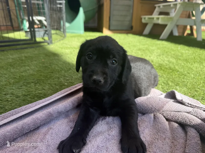 Blue Cleo – Labrador Retriever puppy for sale in Temecula, CA