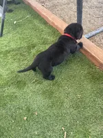 Red Clifford , a male Labrador Retriever for sale in Temecula, CA – 3 of 3