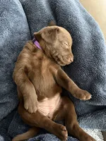 Piper, a female Labrador Retriever for sale in Temecula, CA – 4 of 10