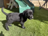 Blue Cleo, a female Labrador Retriever for sale in Temecula, CA – 3 of 6