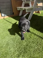Yellow Daisy , a female Labrador Retriever for sale in Temecula, CA – 6 of 6