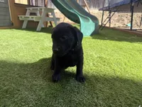 Blue Cleo, a female Labrador Retriever for sale in Temecula, CA – 2 of 6