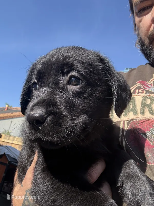 Dark Green Ivy – Labrador Retriever puppy for sale in Temecula, CA