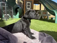 Blue Cleo, a female Labrador Retriever for sale in Temecula, CA – 6 of 6
