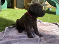 Pink Princess , a female Labrador Retriever for sale in Temecula, CA – 3 of 4