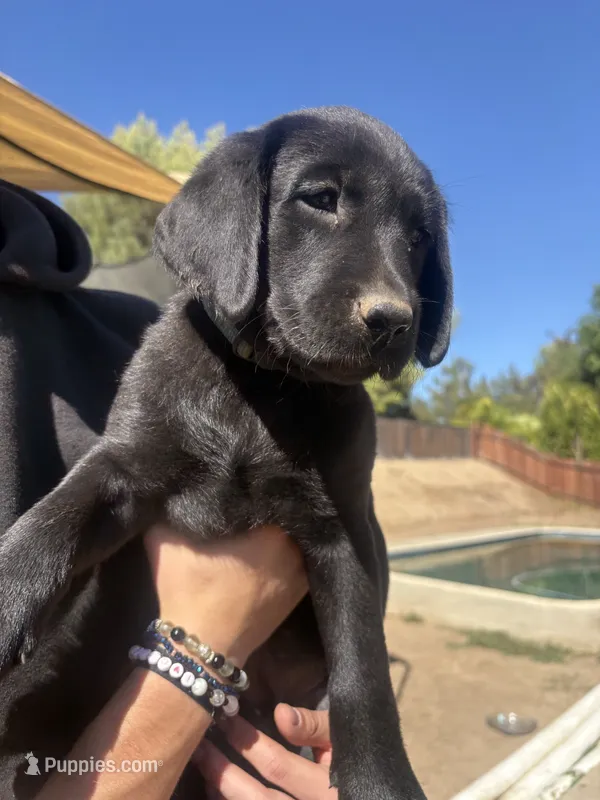 Blue Cleo – Labrador Retriever puppy for sale in Temecula, CA