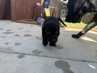 Light Green Jaxon, a male Labrador Retriever for sale in Temecula, CA – 3 of 4