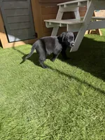 Yellow Daisy , a female Labrador Retriever for sale in Temecula, CA – 3 of 6