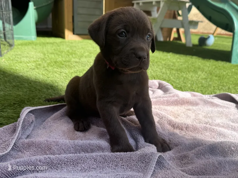 Pink Princess  – Labrador Retriever puppy for sale in Temecula, CA
