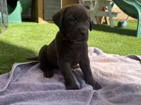 Pink Princess , a female Labrador Retriever for sale in Temecula, CA – 1 of 4