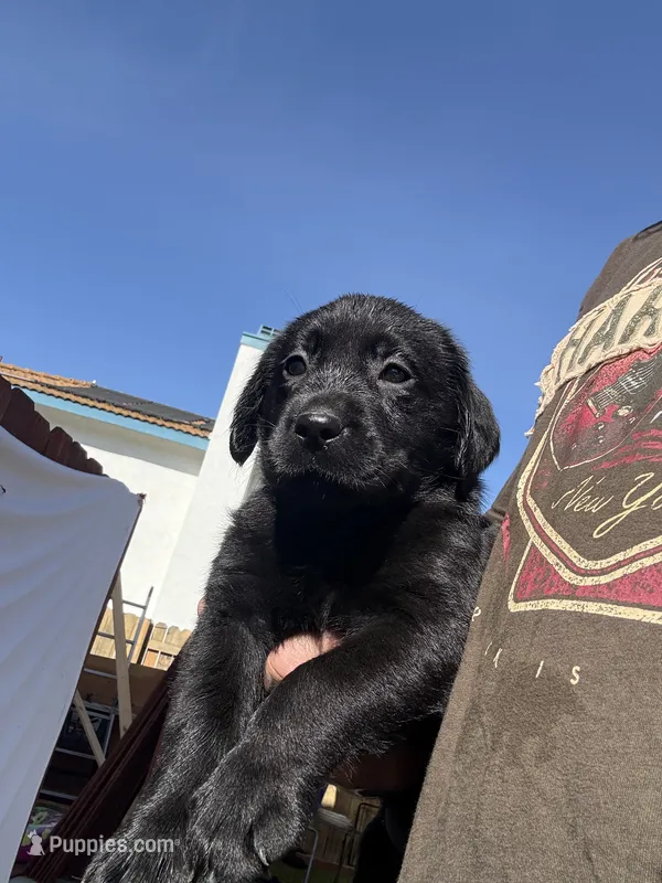 Red Clifford  – Labrador Retriever puppy for sale in Temecula, CA