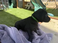 Light Green Jaxon, a male Labrador Retriever for sale in Temecula, CA – 2 of 4