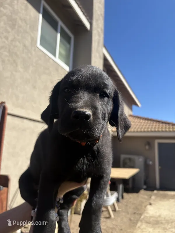 Red Clifford  – Labrador Retriever puppy for sale in Temecula, CA