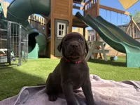 Pink Princess , a female Labrador Retriever for sale in Temecula, CA – 2 of 4
