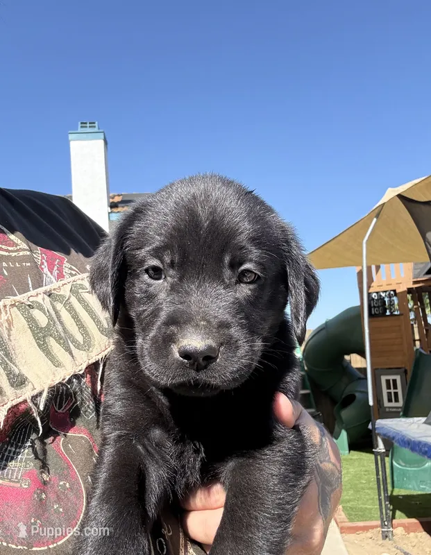 Orange Colby – Labrador Retriever puppy for sale in Temecula, CA