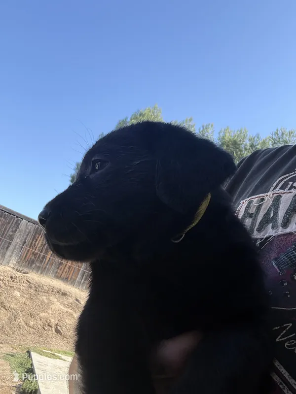 Yellow Daisy  – Labrador Retriever puppy for sale in Temecula, CA