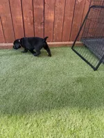 Yellow Daisy , a female Labrador Retriever for sale in Temecula, CA – 5 of 6