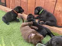 Piper, a female Labrador Retriever for sale in Temecula, CA – 3 of 10