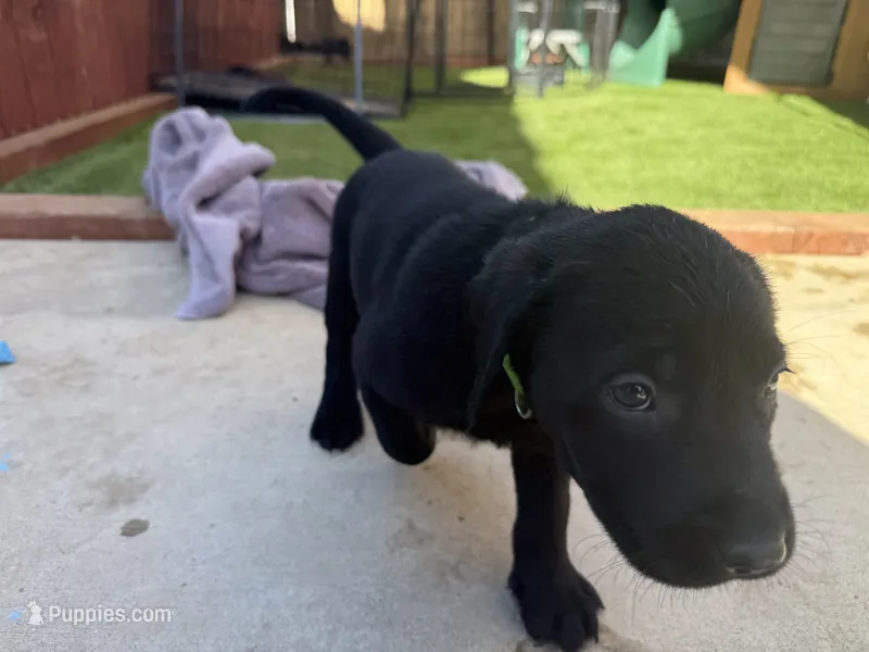 Light Green Jaxon – Labrador Retriever puppy for sale in Temecula, CA