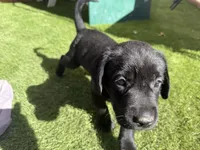 Blue Cleo, a female Labrador Retriever for sale in Temecula, CA – 4 of 6