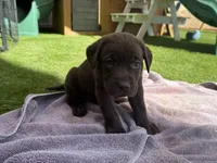 Pink Princess , a female Labrador Retriever for sale in Temecula, CA – 4 of 4