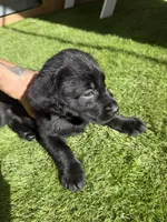 Yellow Daisy , a female Labrador Retriever for sale in Temecula, CA – 4 of 6