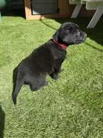 Red Clifford , a male Labrador Retriever for sale in Temecula, CA – 2 of 3