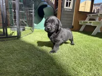 Orange Colby, a male Labrador Retriever for sale in Temecula, CA – 3 of 3