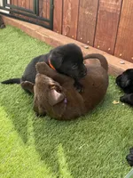 Piper, a female Labrador Retriever for sale in Temecula, CA – 5 of 10