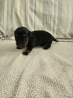 Sky, a female Miniature Dachshund for sale in Mount Airy, NC – 4 of 4