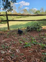 Sky/AKC, a female Miniature Dachshund for sale in Mount Airy, NC – 6 of 9