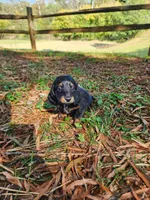 Sky/AKC, a female Miniature Dachshund for sale in Mount Airy, NC – 8 of 9