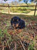 Rusty/AKC, a male Miniature Dachshund for sale in Mount Airy, NC – 5 of 9