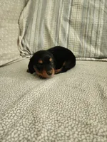 Rusty, a male Miniature Dachshund for sale in Mount Airy, NC – 2 of 4