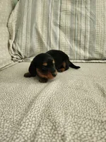 Rusty, a male Miniature Dachshund for sale in Mount Airy, NC – 3 of 4