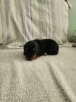 Misty, a female Miniature Dachshund for sale in Mount Airy, NC – 4 of 4