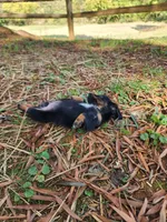 Sky/AKC, a female Miniature Dachshund for sale in Mount Airy, NC – 3 of 9