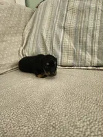 Cloudy, a female Miniature Dachshund for sale in Mount Airy, NC – 3 of 4