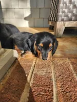 Sky, a female Miniature Dachshund for sale in Mount Airy, NC – 3 of 5