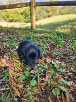 Mudd/AKC, a male Miniature Dachshund for sale in Mount Airy, NC – 3 of 10