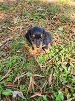 Misty/AKC, a female Miniature Dachshund for sale in Mount Airy, NC – 5 of 8