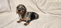 Rocky road, a male Miniature Dachshund for sale in Mount Airy, NC – Photo 4 of 10