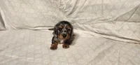 Rocky road, a male Miniature Dachshund for sale in Mount Airy, NC – Photo 6 of 10