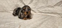 Rocky road, a male Miniature Dachshund for sale in Mount Airy, NC – Photo 10 of 10