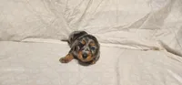 Rocky road, a male Miniature Dachshund for sale in Mount Airy, NC – Photo 3 of 10