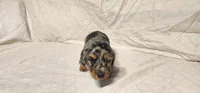 Rocky road, a male Miniature Dachshund for sale in Mount Airy, NC – Photo 5 of 10