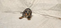 Rocky road, a male Miniature Dachshund for sale in Mount Airy, NC – Photo 2 of 10