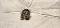 Rocky road, a male Miniature Dachshund for sale in Mount Airy, NC – Photo 7 of 10