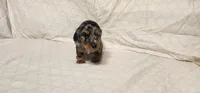 Rocky road, a male Miniature Dachshund for sale in Mount Airy, NC – Photo 1 of 10